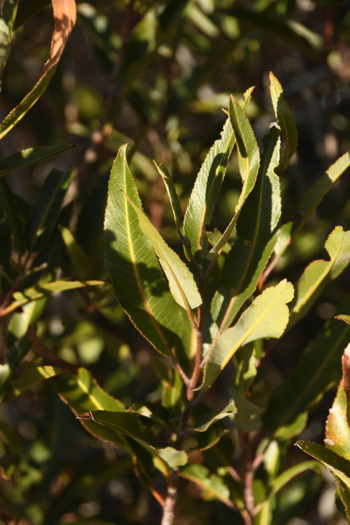 Image of Arizona rosewood