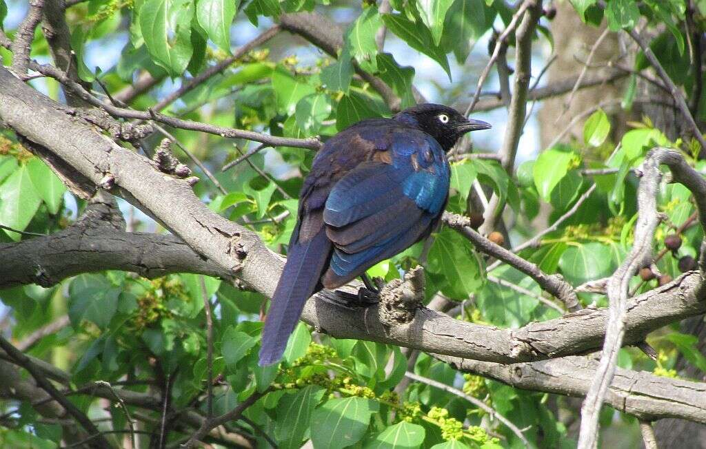 Image of Rueppell's Glossy-Starling