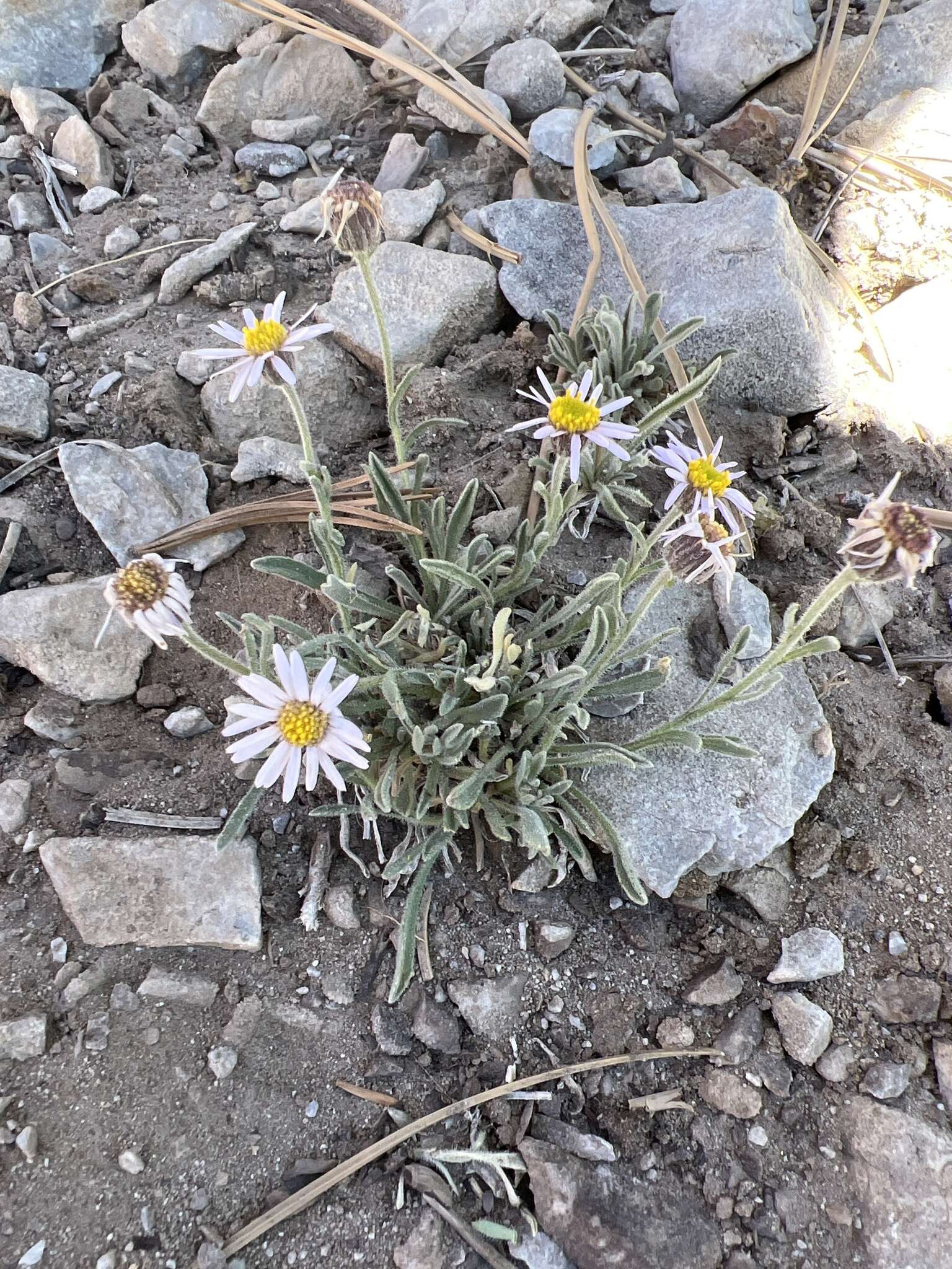 Image of <i>Erigeron <i>clokeyi</i></i> var. clokeyi