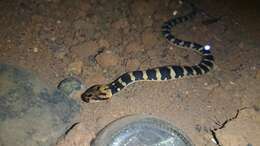 Image of Masked Water Snake