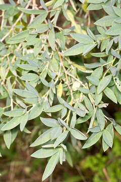 Image of Anagyris foetida L.