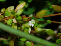 Image of Montia fontana subsp. fontana