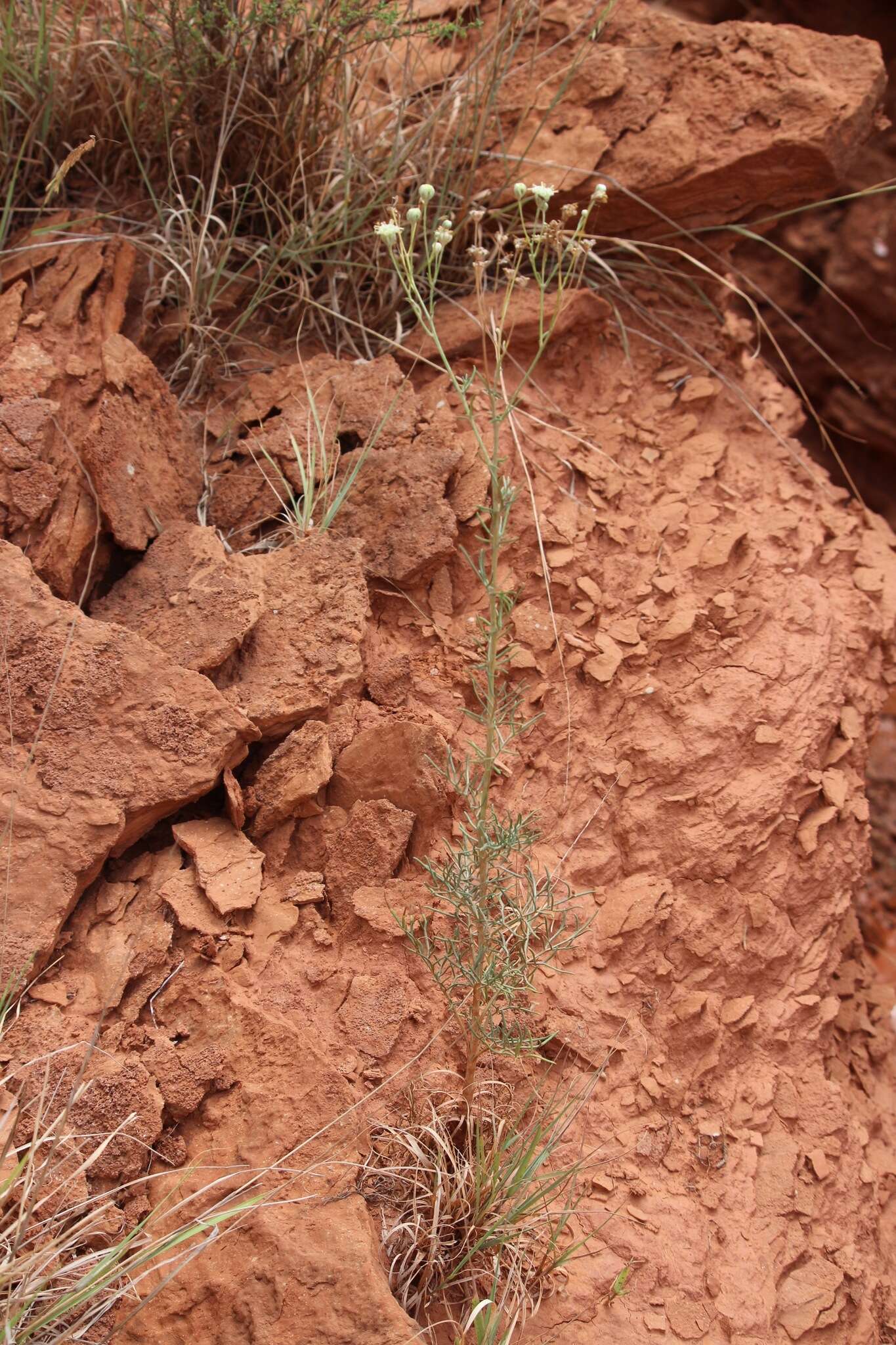 Image of Chalk Hill hymenopappus