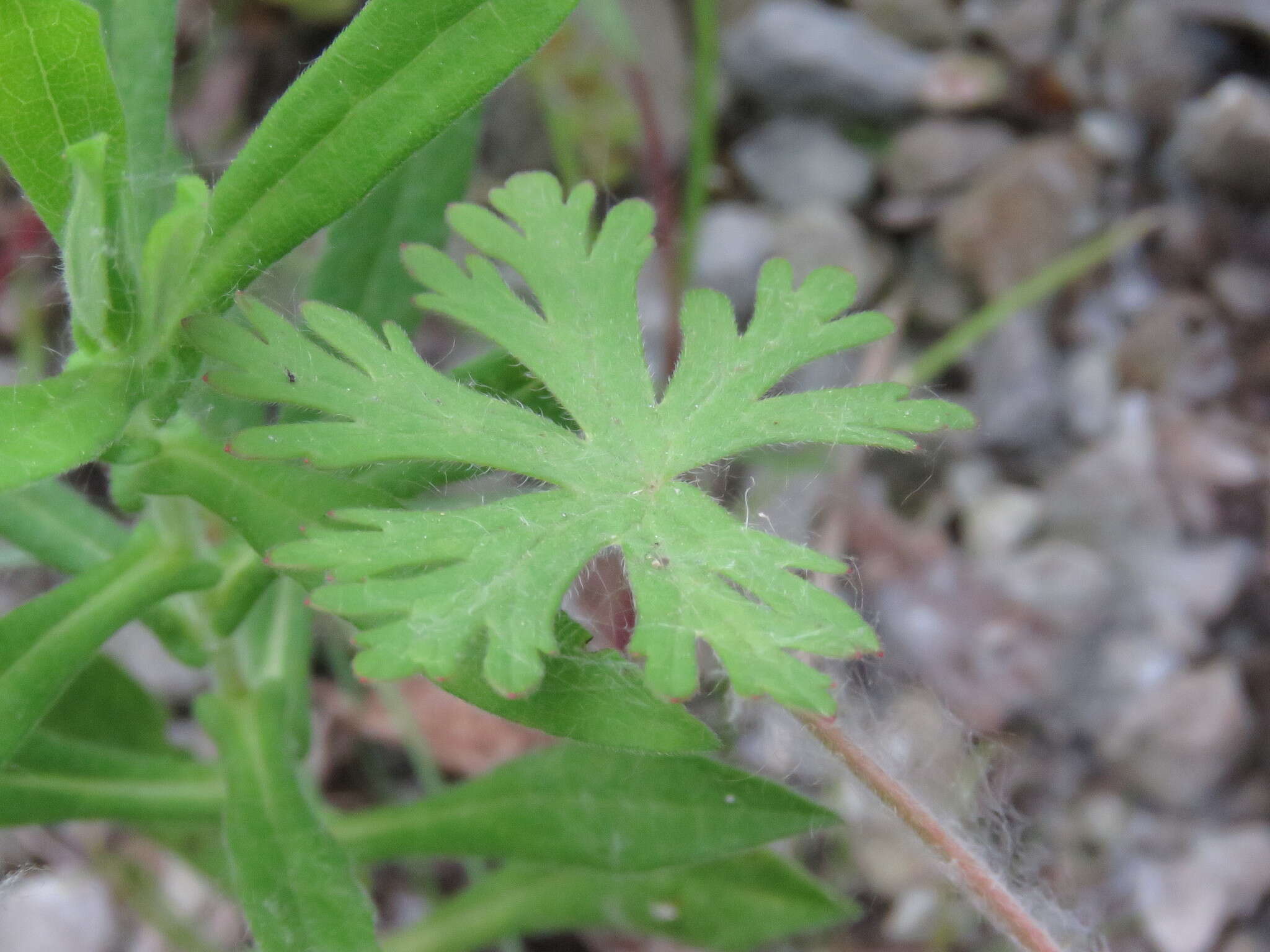 Image of cut-leaved cranesbill