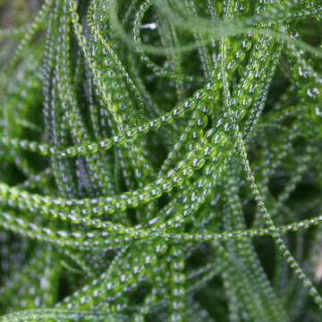 Image of Urospora wormskioldii