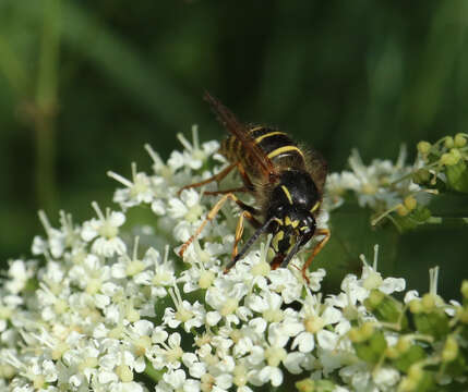 Image of Norwegian Wasp