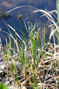 Image de Carex holostoma Drejer