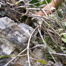 Image of Pseudorhipsalis ramulosa subsp. jamaicensis (Britton & Harris) Doweld