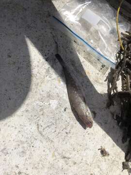 Image of Spotted Codling