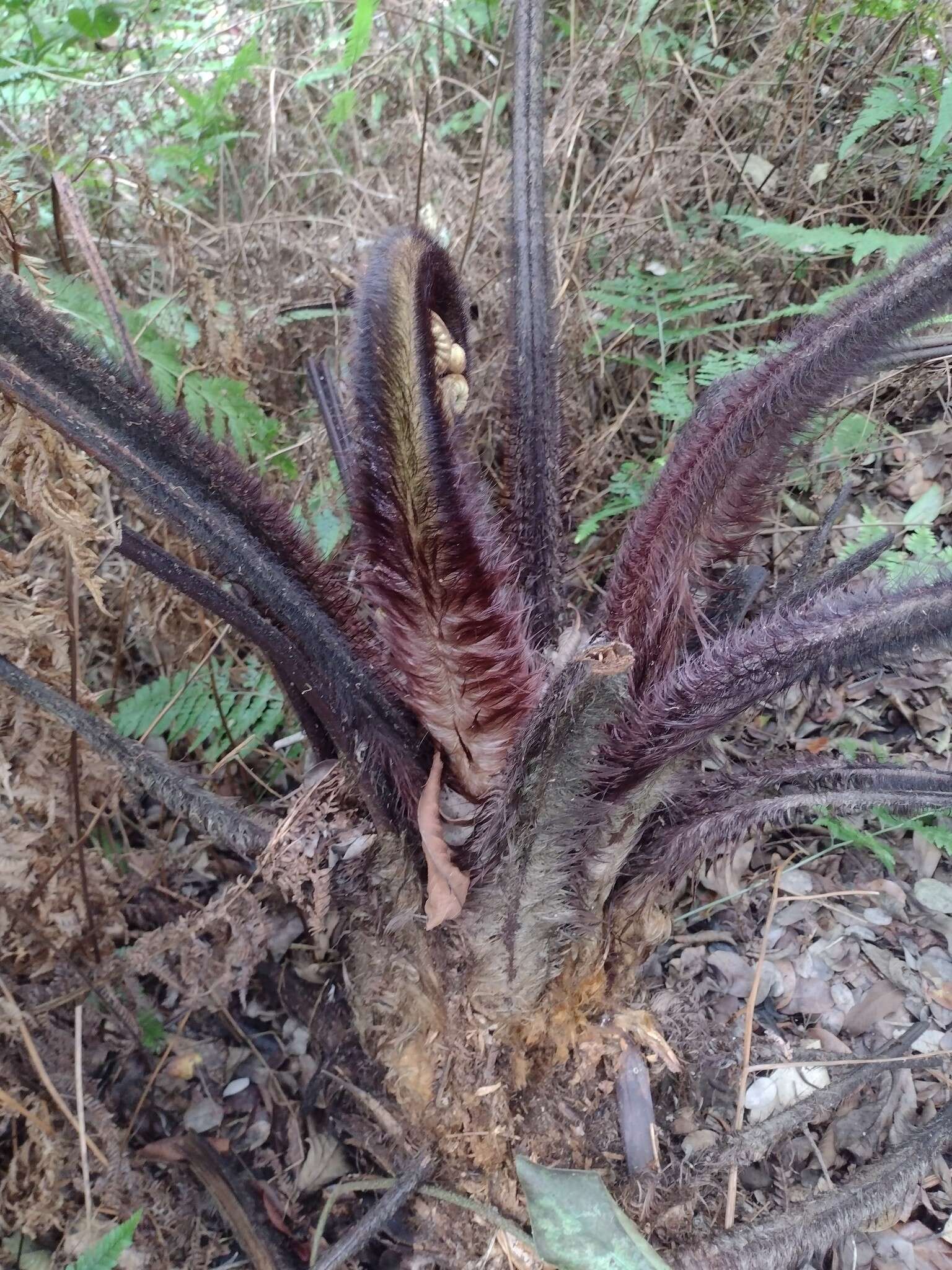 Image de Cibotium menziesii Hook.