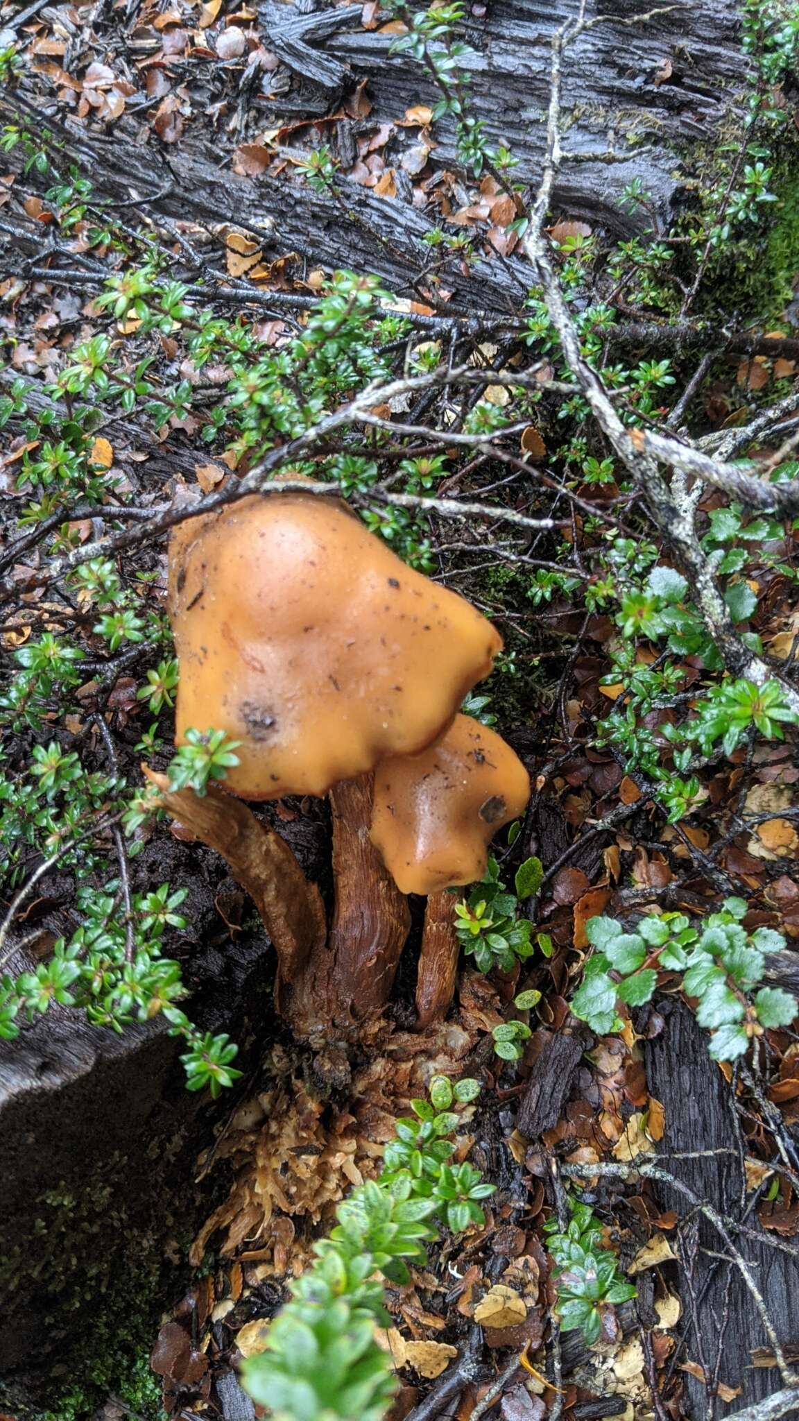 Pholiota malicola (Kauffman) A. H. Sm. 1934 resmi