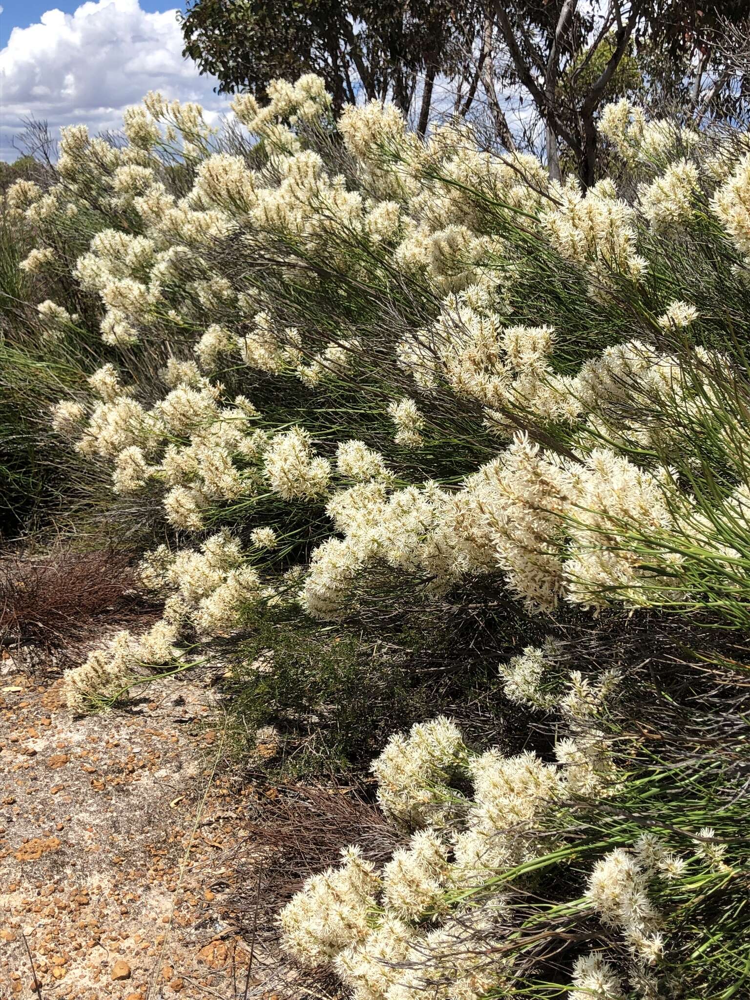 Sivun Conospermum teretifolium R. Br. kuva