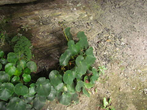 Image de <i>Begonia ciliatifolia</i> Funez & J. C. Jaramillo