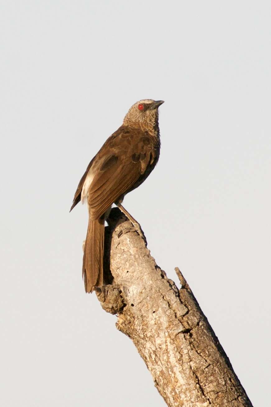 Image of Hartlaub's Babbler