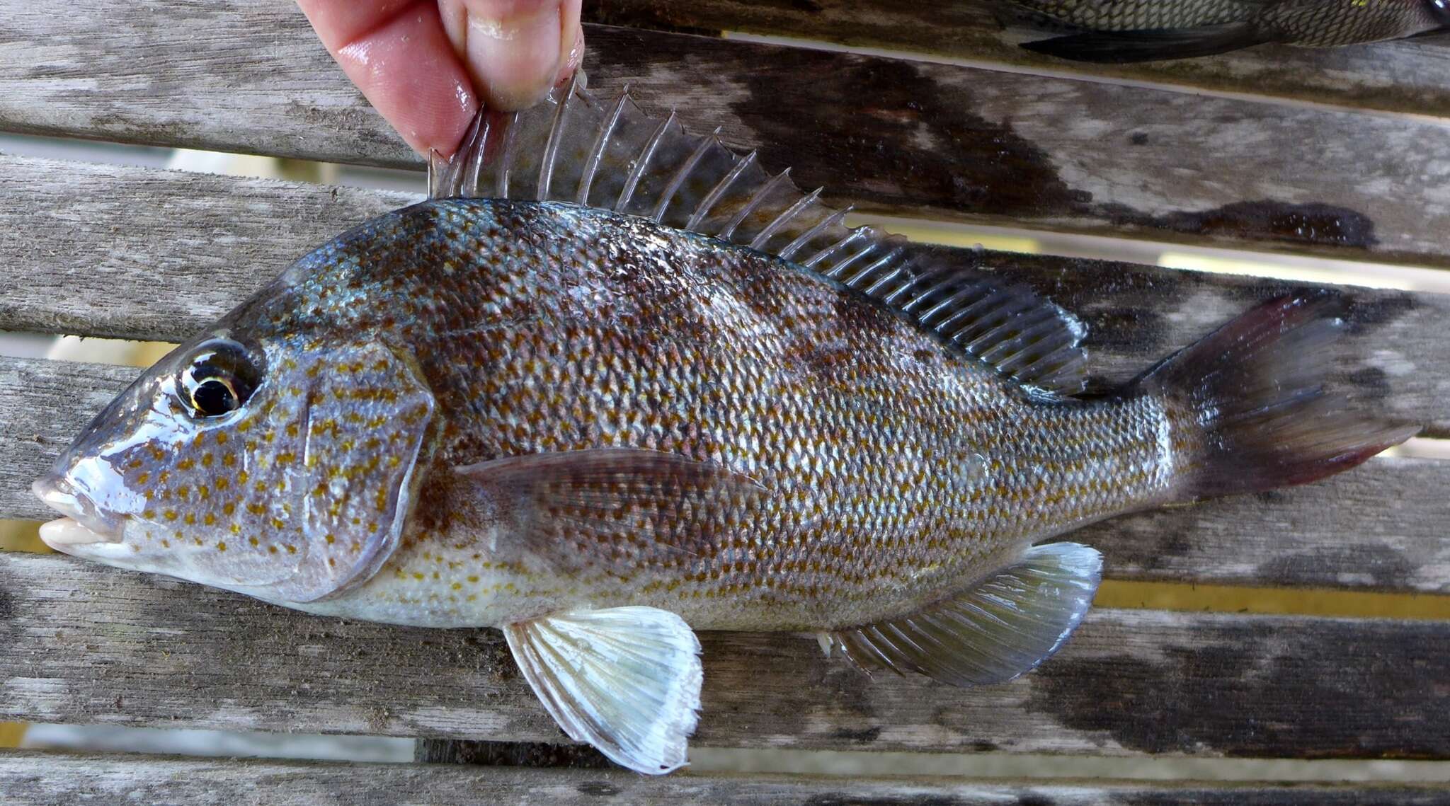 Image of Pigfish