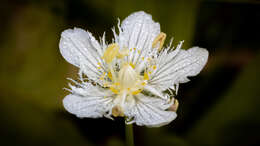 Image of fringed grass of Parnassus