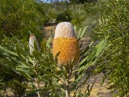 Image of Banksia hookeriana Meissn.