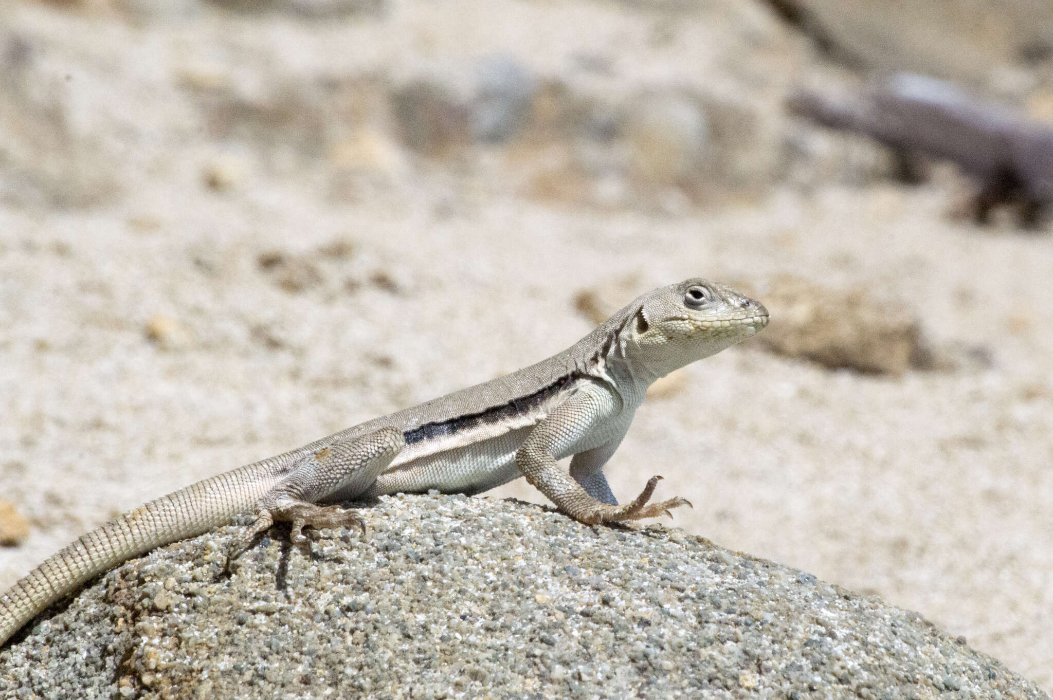 Image of Peru Pacific Iguana