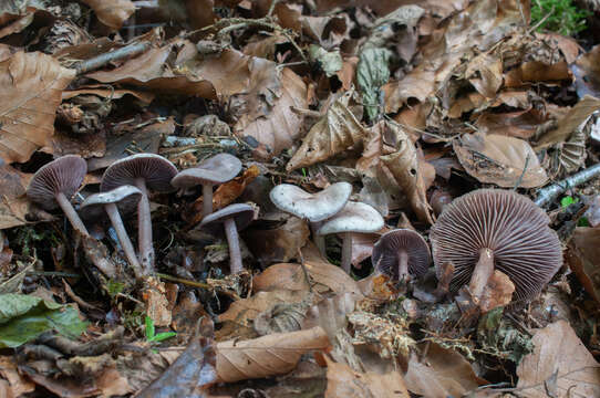 Mycena pelianthina (Fr.) Quél. 1872 resmi