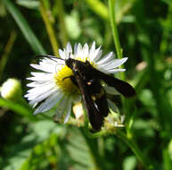 Image of The Boneset Borer