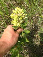 صورة Asclepias viridis Walt.