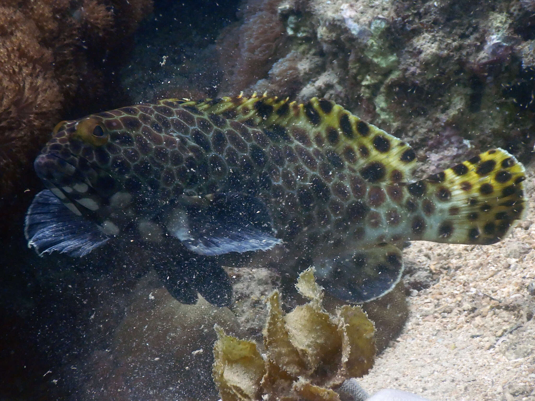 Слика од Epinephelus macrospilos (Bleeker 1855)