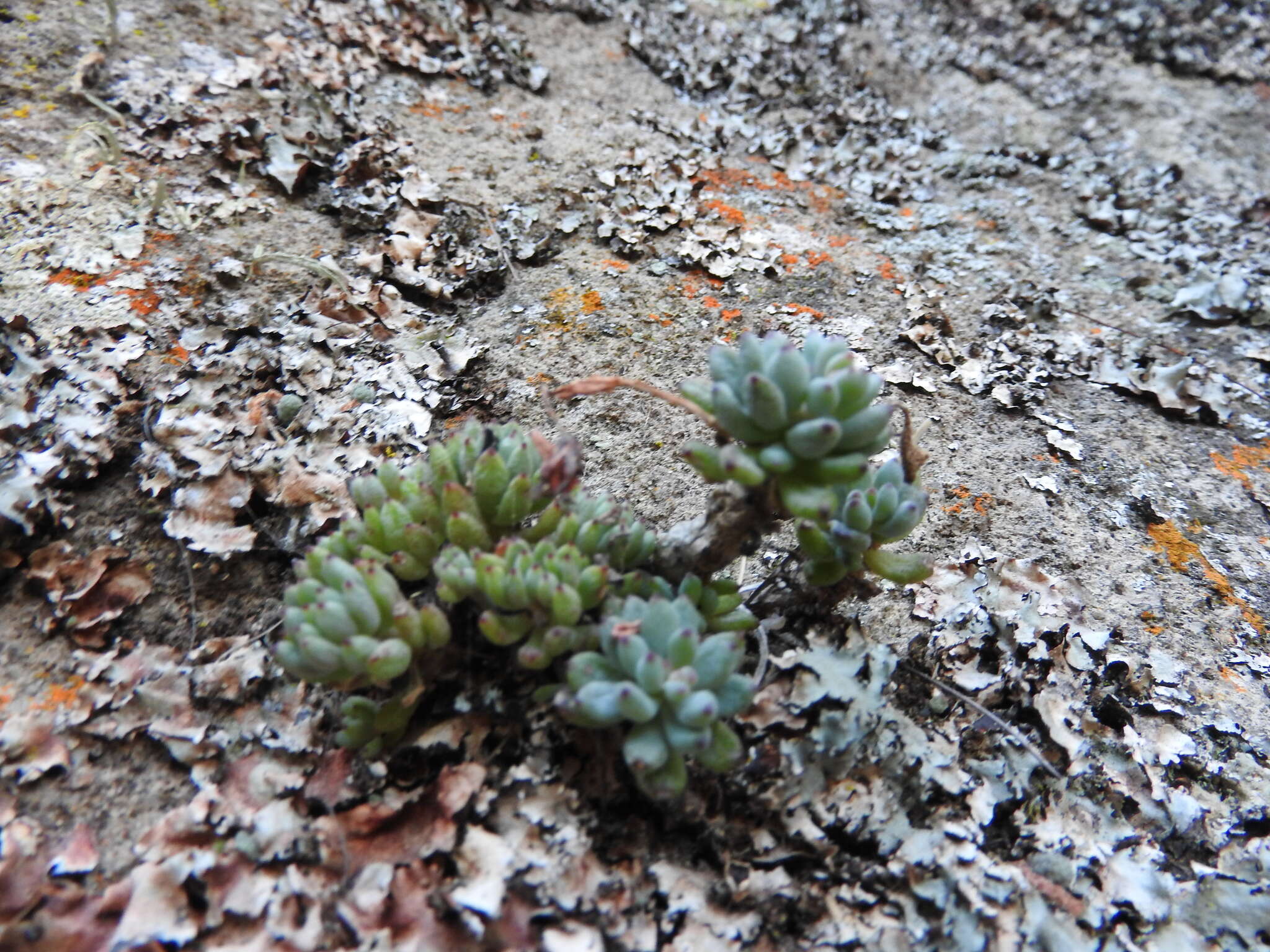 Image of Graptopetalum pachyphyllum Rose