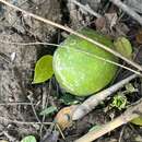 Image of Citrus lucida (Scheff.) Mabb.