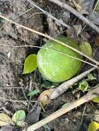 Image of Citrus lucida (Scheff.) Mabb.