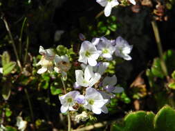 Image de Veronica hookeriana Walp.