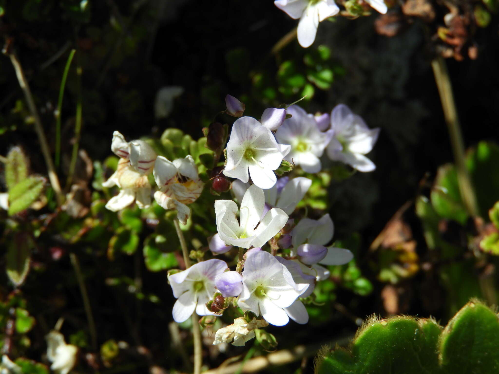 Image de Veronica hookeriana Walp.