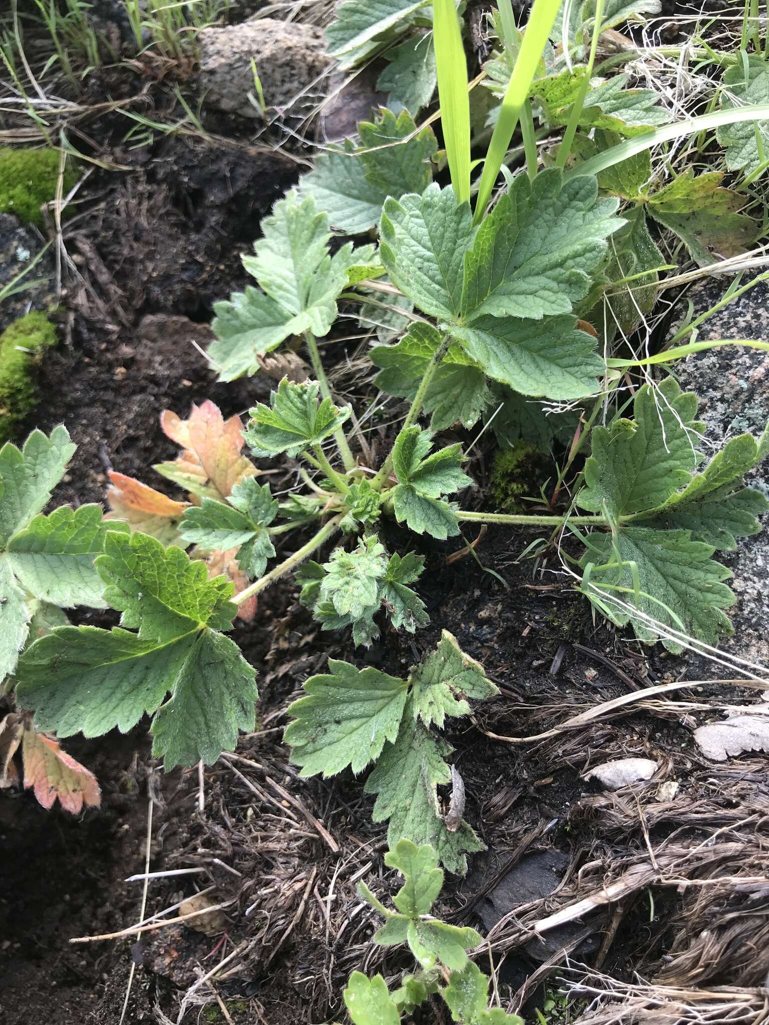 Image of whiteflower cinquefoil