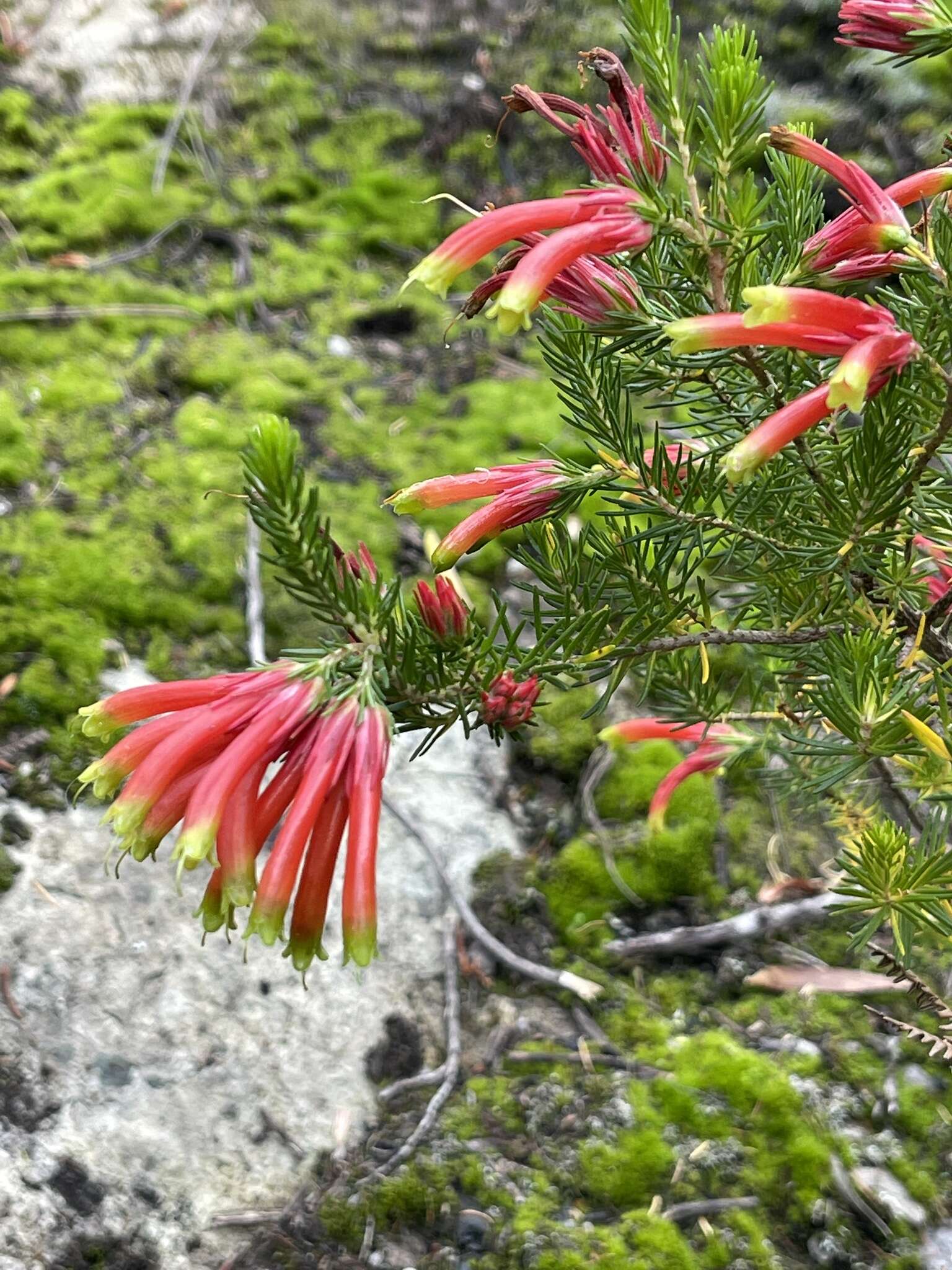 Image of Erica unicolor Wendl.