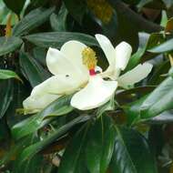 Image of southern magnolia