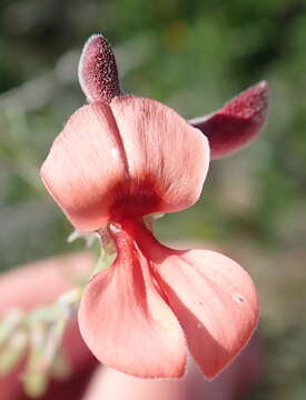 Image of Indigofera candicans Aiton