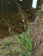 Image of Weeping alkali grass