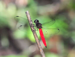 Image of Lyriothemis biappendiculata (Selys 1878)