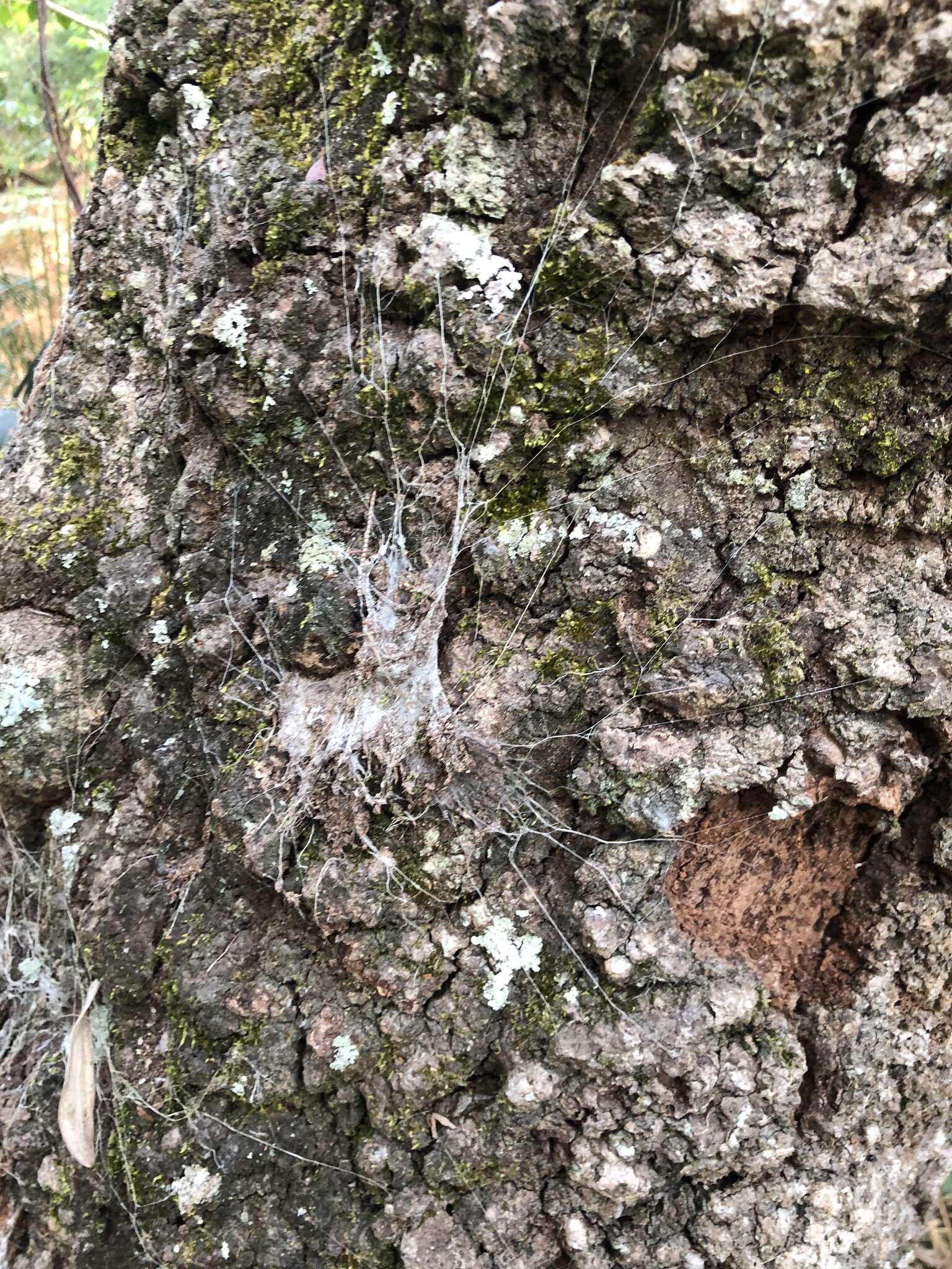 Image of Southern Tree Funnel-web Spider