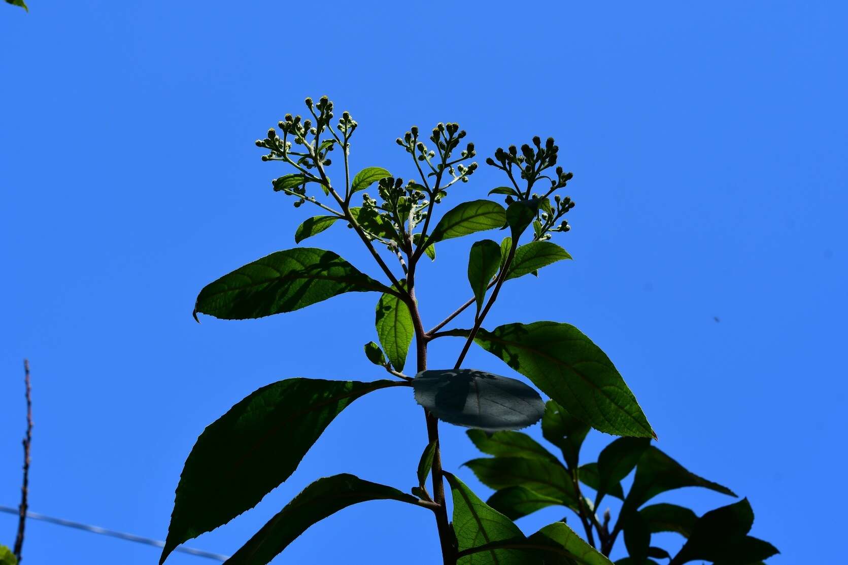 Image of Verbesina pleistocephala (J. D. Sm.) Robinson