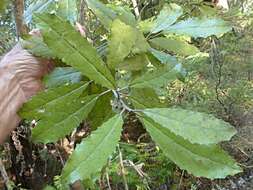 Image of Olearia rani (A. Cunn.) Druce