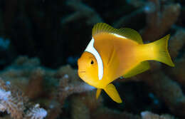 Image of White-bonnet anemonefish