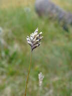 Image of Oreochloa disticha (Wulfen) Link