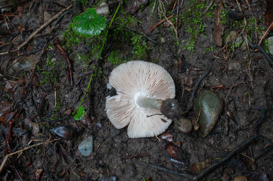 Image of Pluteus ephebeus (Fr.) Gillet 1876