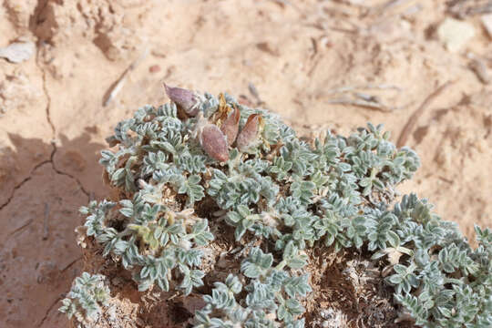 Plancia ëd Oxytropis oreophila var. juniperina S. L. Welsh