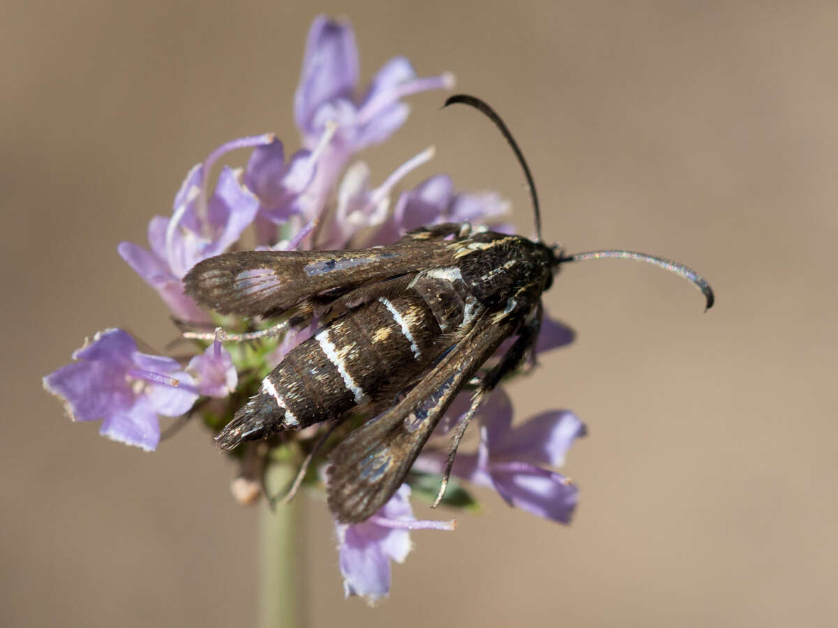 Image de Chamaesphecia bibioniformis Esper 1779