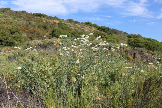 Image of Coulter's Matilija poppy