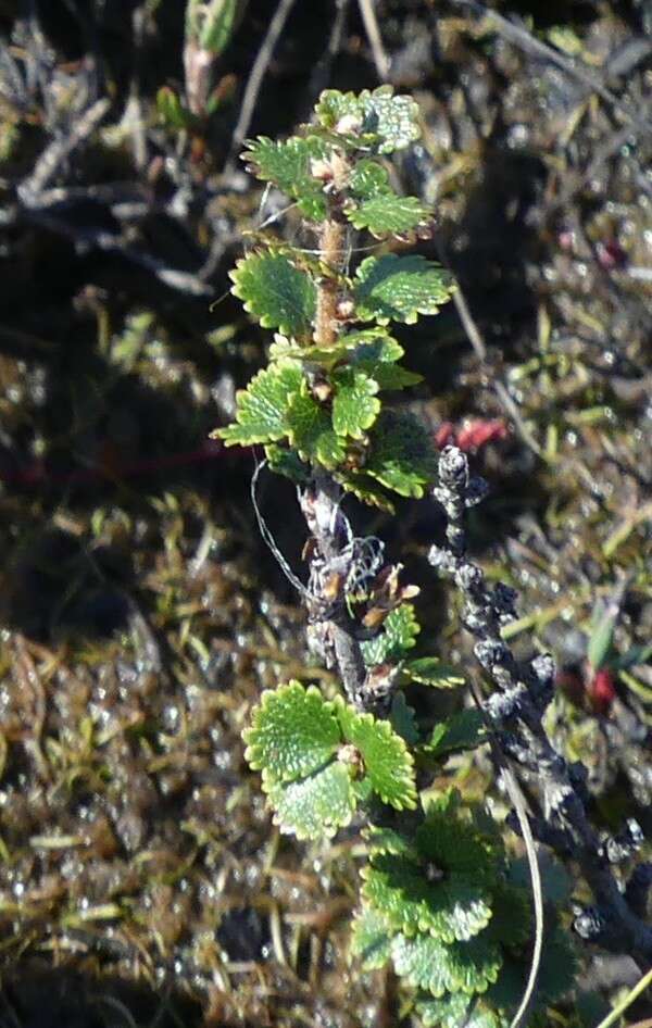 Image of Newfoundland dwarf birch