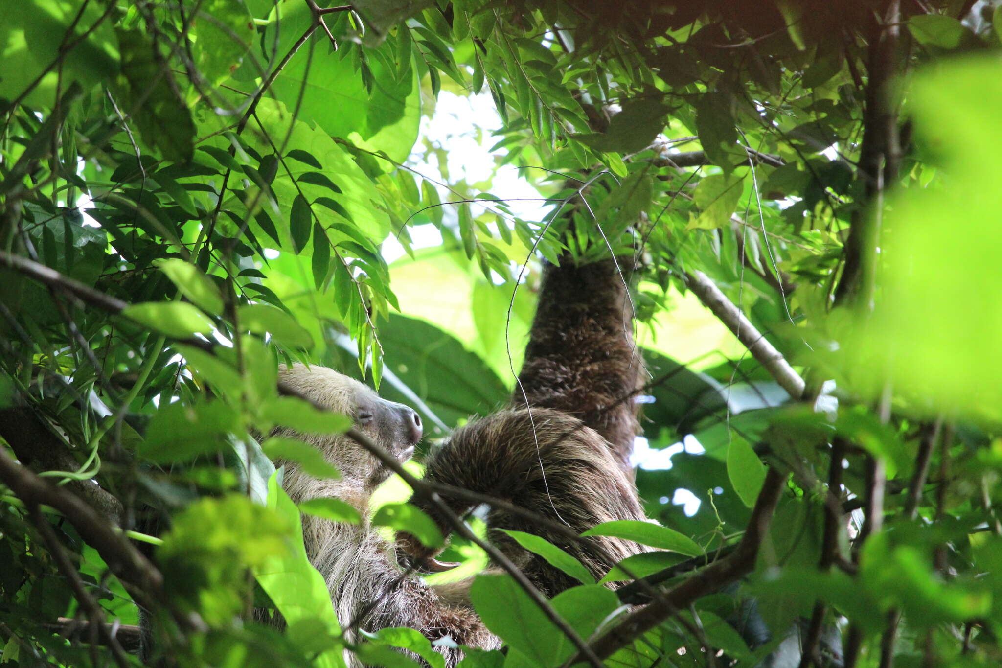 Image of two-toed sloths