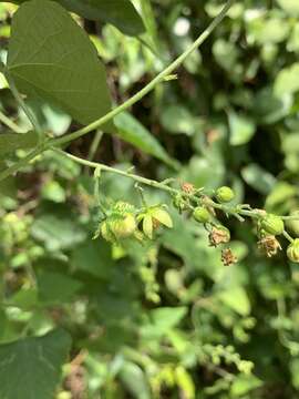 Image of Tragia capensis Thunb.