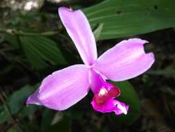 صورة Sobralia decora Bateman